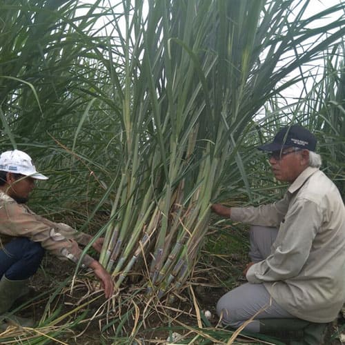 galeri aman agrindo (6)
