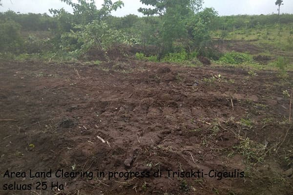 land clearing - pt aman agrindo (5)