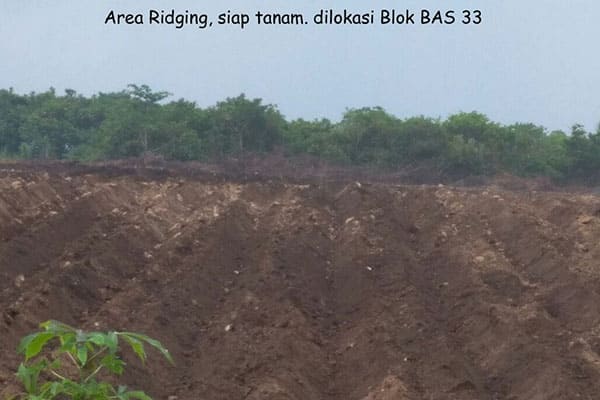 ridging - pt aman agrindo (2)
